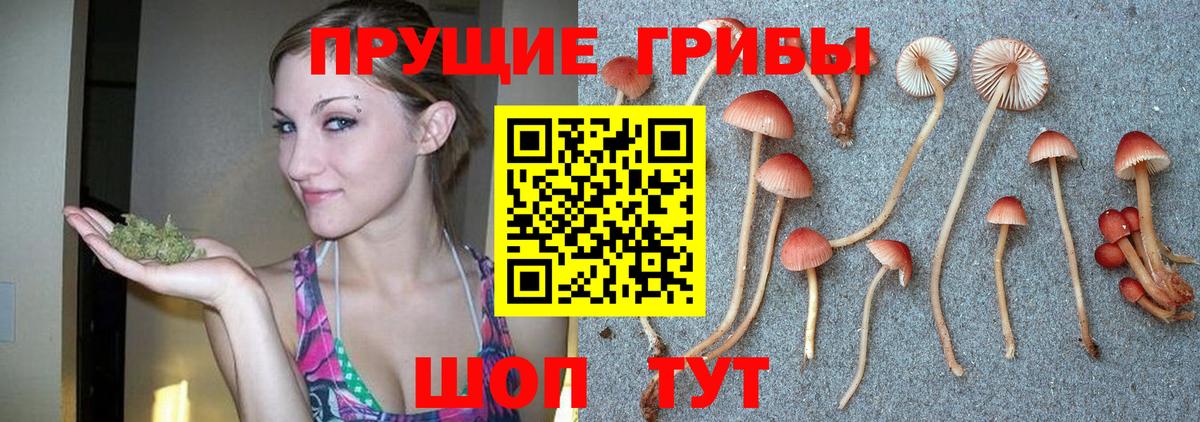 Галлюциногенные грибы Psilocybine cubensis Мончегорск